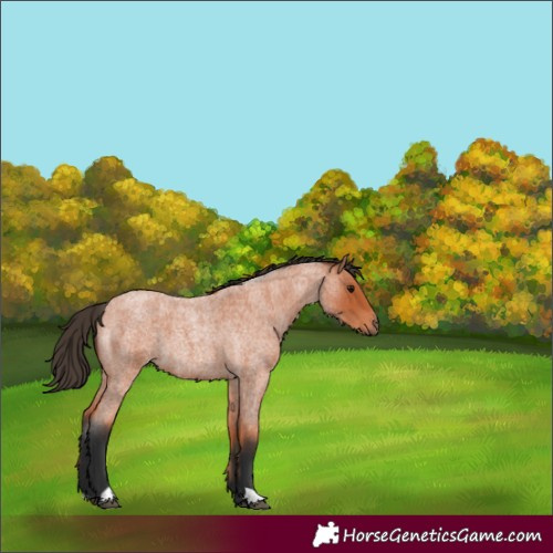 Horse Color:Unknown 