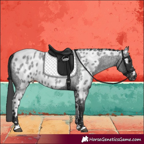 Horse Color:Blue Roan Skewed LP Spotted