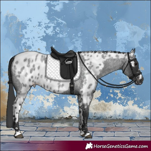 Horse Color:Blue Roan Skewed Appaloosa
