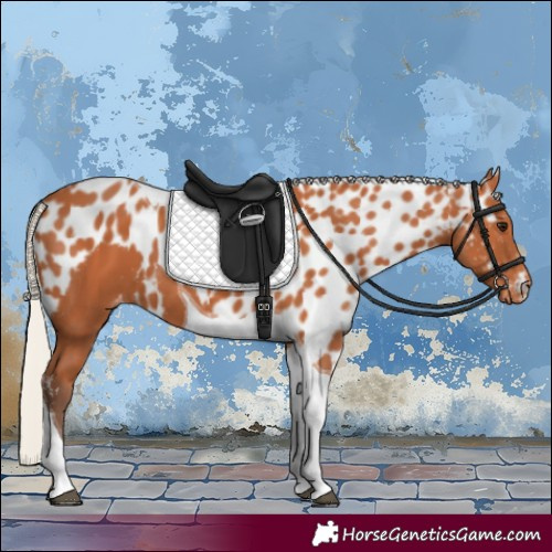 Horse Color:Silver Bay Tobiano Skewed Appaloosa 