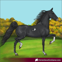 Horse Color:Black Sabino Tobiano
