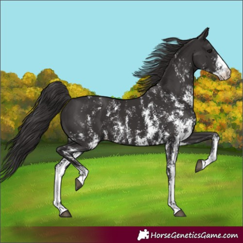 Horse Color:Smoky Black Sabino