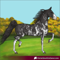 Horse Color:Smoky Black Sabino