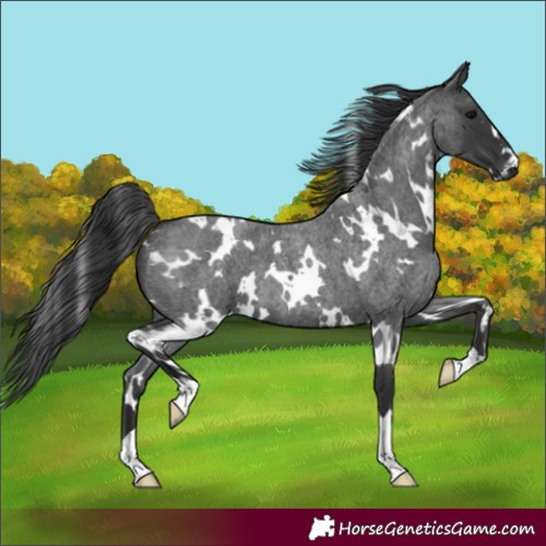 Horse Color:White Spotted Blue Roan