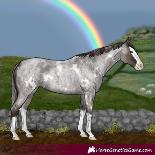 Horse Color:White Spotted Liver Red Roan Splash 
