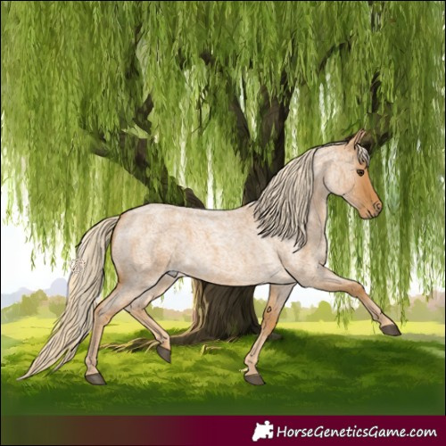 Horse Color:Palomino Roan 