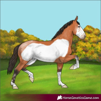 Horse Color:Bay Frame 