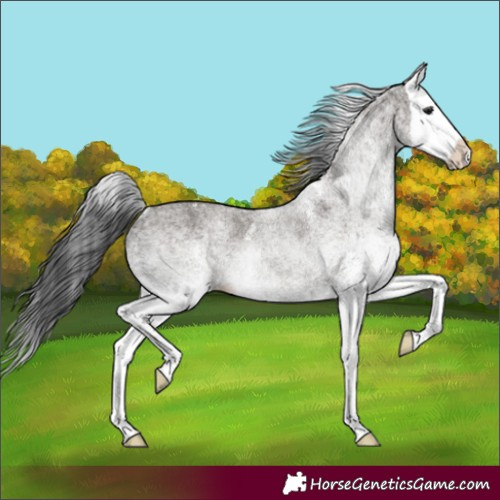 Horse Color:White Spotted Grullo Splash Rabicano