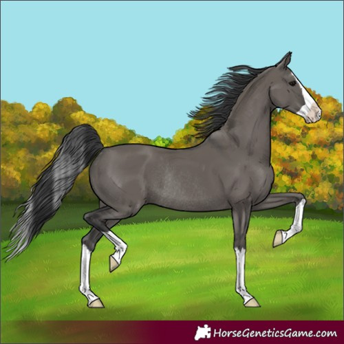 Horse Color:Grullo Splash Rabicano 