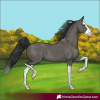 Horse Color:Grullo Splash