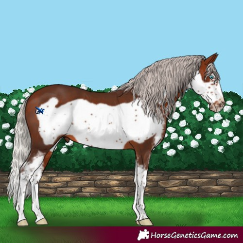 Horse Color:Silver Brown Sabino Frame 