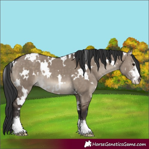 Horse Color:White Spotted Brown Dun Sabino 