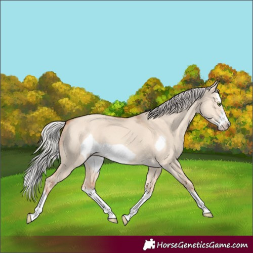 Horse Color:Silver Classic Champagne Dun Splash Frame 
