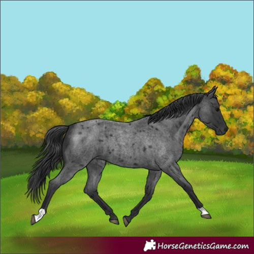 Horse Color:Blue Roan 