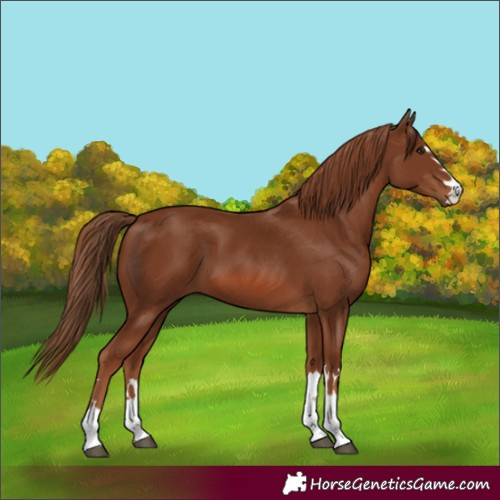 Horse Color:Chestnut 