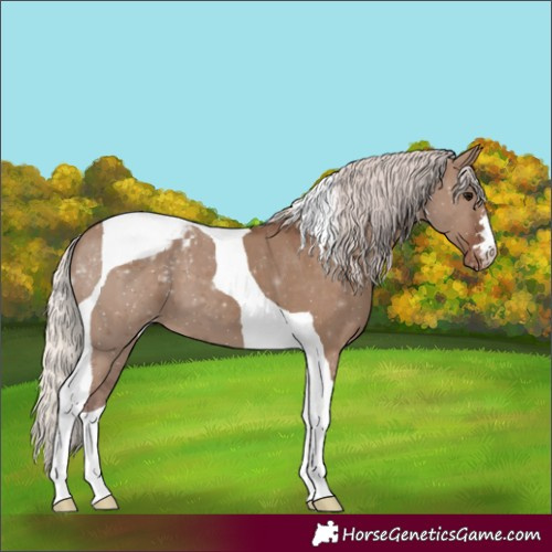 Horse Color:Silver Grullo Tobiano Appaloosa