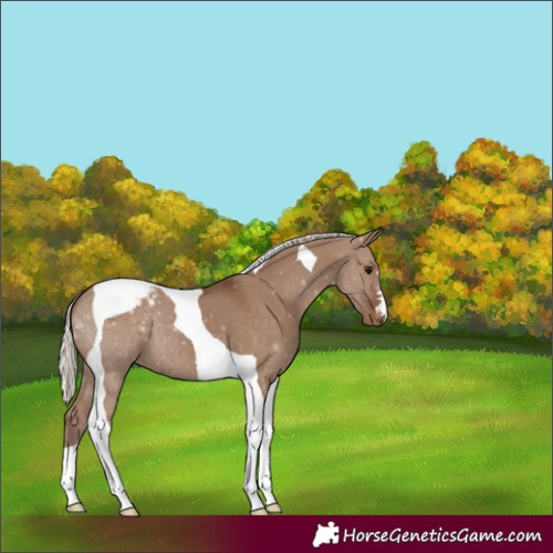 Horse Color:Silver Grullo Tobiano Appaloosa 