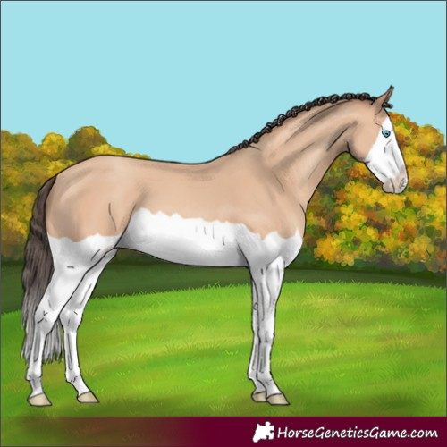 Horse Color:Amber Champagne Splash 