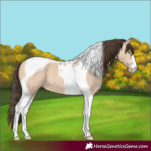 Horse Color:Amber Champagne Dun Tobiano 