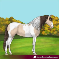 Horse Color:Amber Champagne Dun Tobiano 