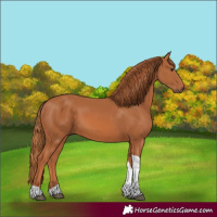 Horse Color:Chestnut Tobiano