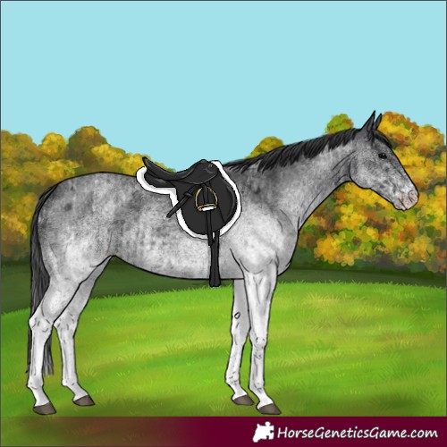 Horse Color:White Spotted Blue Roan Rabicano  and White Spotted Blue Roan Rabicano 