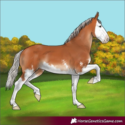 Horse Color:Silver Bay Sabino Splash 