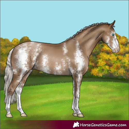 Horse Color:Gray Silver Smoky Black Pearl Sabino Rabicano 