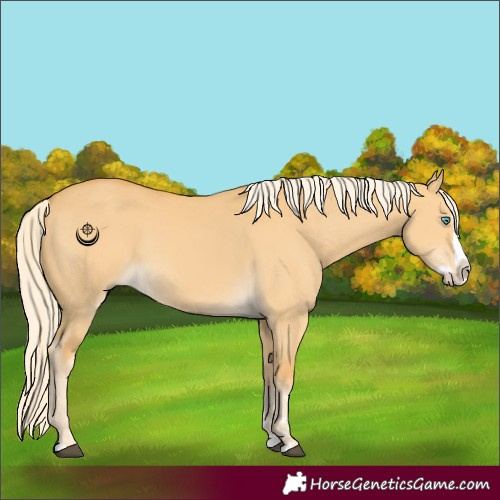 Horse Color:Palomino Dun Splash 