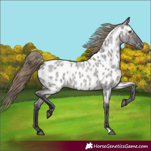 Horse Color:Smoky Grullo Roan Appaloosa Rabicano