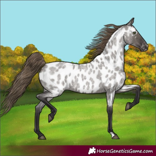 Horse Color:Smoky Grullo Roan Appaloosa Rabicano
