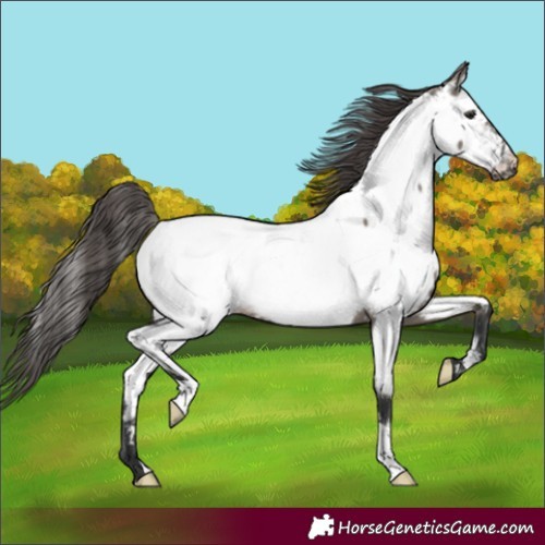 Horse Color:Grullo Appaloosa