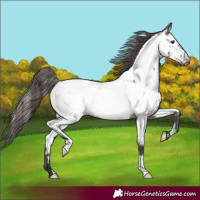 Horse Color:Grullo Near Fewspot 