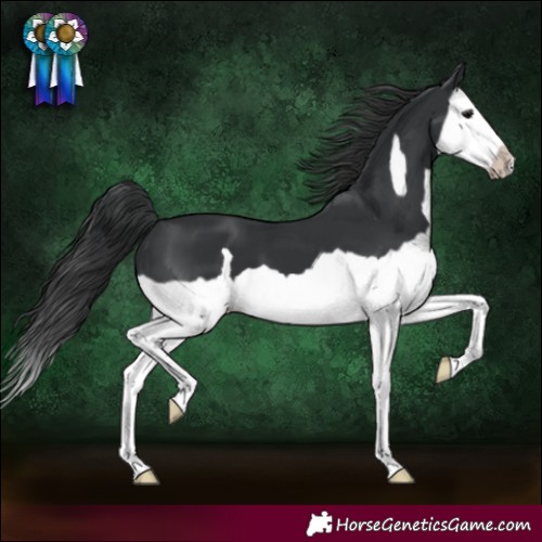 Horse Color:Black Splash Frame