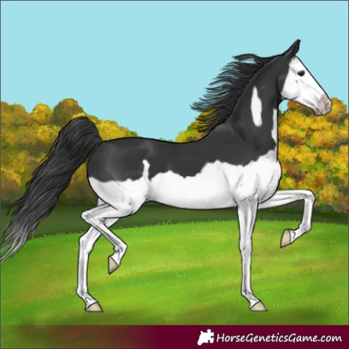 Horse Color:Black Splash Frame
