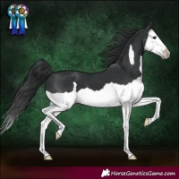 Horse Color:Black Splash Frame