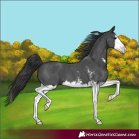 Horse Color:Black Sabino Splash 