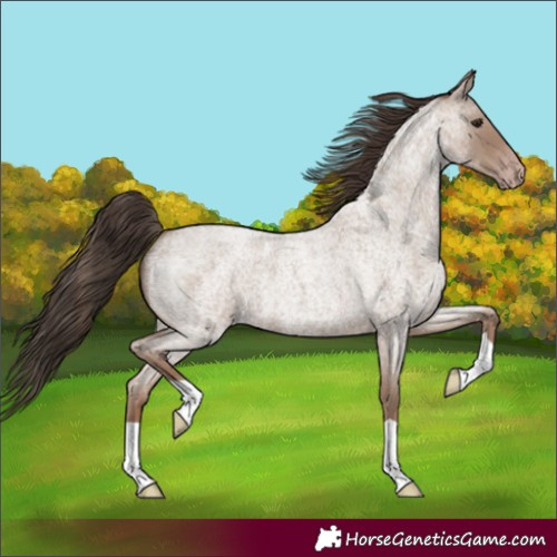 Horse Color:Classic Champagne Roan