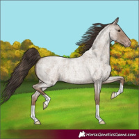 Horse Color:Classic Champagne Roan