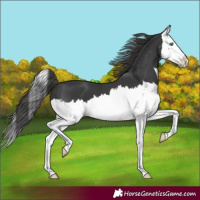 Horse Color:Black Splash Varnish 