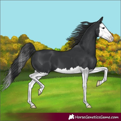 Horse Color:Black Splash