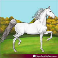 Horse Color:Classic Champagne Roan Dun Splash Tobiano 