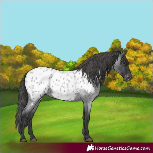 Horse Color:Blue Roan Appaloosa Rabicano 