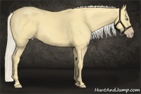 Horse Color:Gold Cream Champagne 