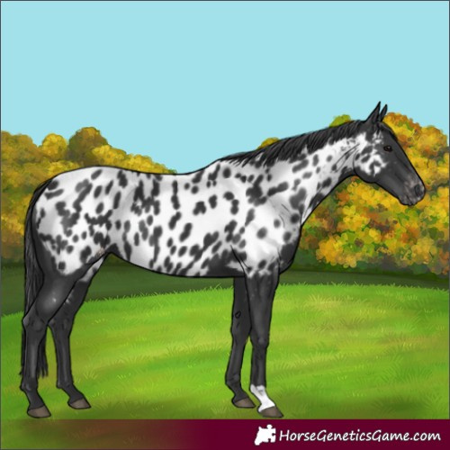 Horse Color:Black Appaloosa 