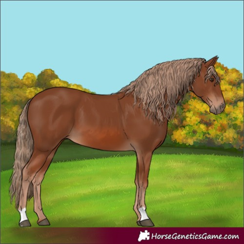Horse Color:Chestnut 