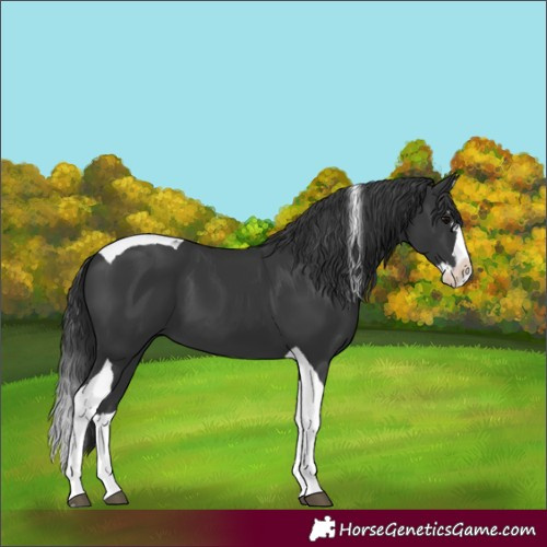 Horse Color:Black Splash Tobiano 