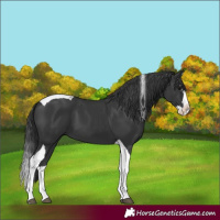 Horse Color:Black Splash Tobiano 