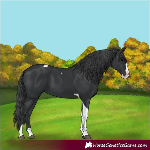 Horse Color:Black Splash Tobiano 