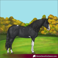 Horse Color:Black Splash Tobiano 